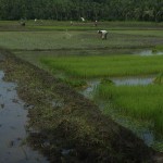 Authentic Rice Fields