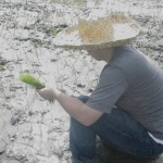 Planting Rice